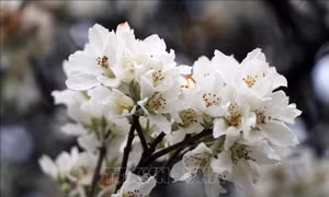 Mùa hoa sơn tra trên vùng rẻo cao Sơn La