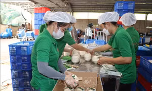 Trung Quốc nhập khẩu lô hàng dừa tươi đầu tiên của Việt Nam qua cửa khẩu đường bộ