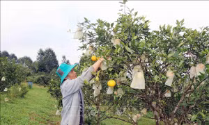 Thu nhập cao từ trồng cam đặc sản