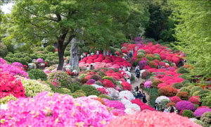 Hoa đỗ quyên nở rộ tại Tokyo