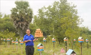 Thu nhập cao từ mô hình nuôi ong dú 'thuận thiên'