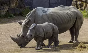 Pairi Daiza - Nơi bảo tồn đa dạng sinh học bền vững