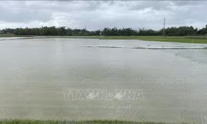 Mưa lớn gây ngập úng hàng nghìn hecta lúa mới gieo sạ ở Bình Định
