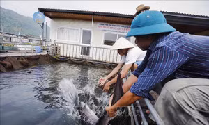 Kiểm soát chất lượng nguồn nước để nuôi trồng thủy sản hiệu quả