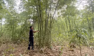 Phát triển rừng luồng theo hướng thâm canh bền vững