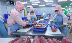 Sản phẩm cá ngừ được xuất khẩu sang 80 thị trường