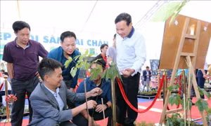 Xúc tiến đầu tư phát triển sâm Lai Châu