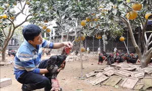Đưa gà Đông Tảo vươn ra thị trường thế giới