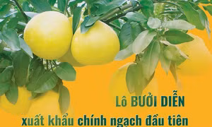 Lô bưởi Diễn xuất khẩu chính ngạch đầu tiên đến Anh