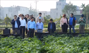 Ứng dụng sản phẩm sinh học và giải pháp quản lý sâu bệnh của Bayer trên cây khoai tây mang lại hiệu quả cao