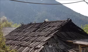 Những nếp nhà gỗ Pơ Mu độc đáo ở Lùng Cúng