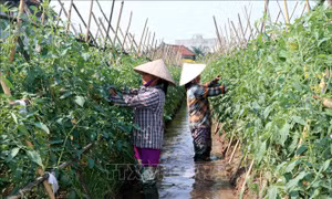 Nam Định phát triển nông nghiệp hữu cơ
