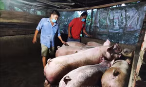 Triển khai xây dựng chuỗi, vùng chăn nuôi an toàn dịch bệnh
