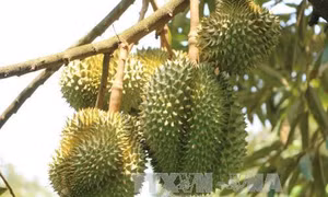 Ứng dụng khoa học công nghệ nâng cao giá trị cây sầu riêng