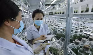 Tổ chức vi phạm về sản xuất, buôn bán giống cây trồng bị phạt đến 100 triệu đồng