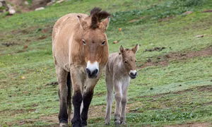 Trung Quốc bảo tồn thành công loài ngựa quý hiếm Przewalski