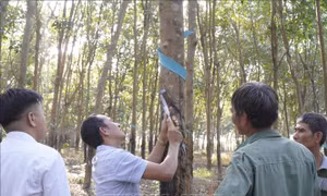 Hiệu quả từ mô hình sản xuất cao su tiểu điền bền vững