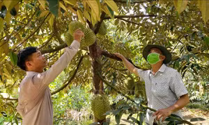 Quản lý mã số vùng trồng - Bài 1: Cấp hộ chiếu cho nông sản