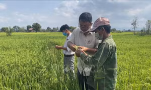 Phân bổ vốn ngân sách thực hiện Chương trình mục tiêu quốc gia phát triển kinh tế - xã hội vùng đồng bào thiểu số và miền núi