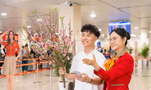 Vietjet nhận vận chuyển mai đào Tết Nguyên đán 2026 từ ngày 15/1