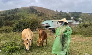 Thành công từ mô hình đa dạng hóa sinh kế ở các xã khó khăn