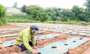 Già làng, trưởng bản giúp xóa đói giảm nghèo ở Lai Châu