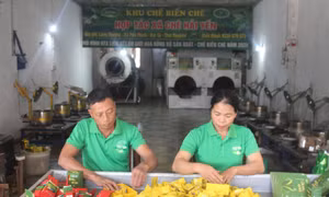 Cây chè giúp người dân giảm nghèo bền vững