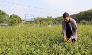 Quyết liệt giảm nghèo bền vững tại tỉnh miền núi Thái Nguyên