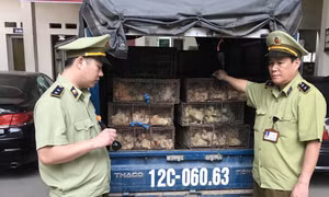 Buộc người vi phạm tiêu huỷ 950 con gia cầm giống nhập lậu