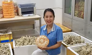 Tìm lại niềm tin và hướng đi cho doanh nghiệp yến sào Việt Nam