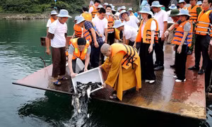 Thực hành phóng sinh đúng Chính pháp, bảo vệ môi trường mùa Vu Lan