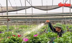 Làng hoa Xuân Quan sôi động trở lại sau những ngày giãn cách