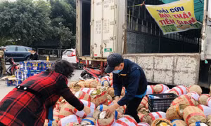 Người dân mua ‘giải cứu’ trái cây miền Tây từ Lạng Sơn về Hà Nội 