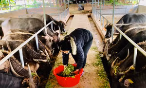 Mường Nhé phát triển chăn nuôi đàn đại gia súc tập trung