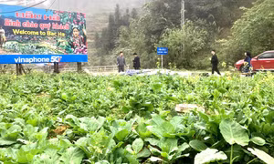 Du khách lạc lối trong sắc hoa xuân cao nguyên trắng Bắc Hà