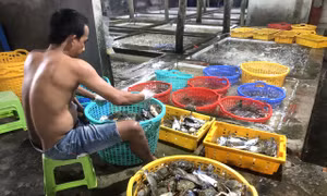 Đến Phú Quốc du khách đừng bỏ qua chợ hải sản Hàm Ninh 