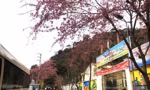 Hoa anh đào rực rỡ sắc xuân trên cao nguyên đá