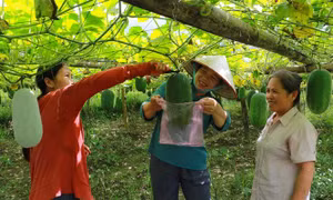 Tổ chức sản xuất gắn với thị trường tiêu thụ sản phẩm nông nghiệp