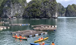 Khách du lịch trải nghiệm chèo thuyền Kayak trên Vịnh Hạ Long (Quảng Ninh)