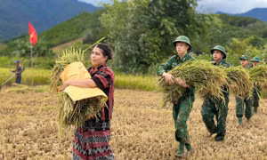 Bộ đội Biên phòng cửa khẩu A Đớt giúp dân gặt lúa tránh bão số 3