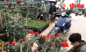 Làng hoa Xuân Quan nhộn nhịp vào vụ Tết