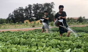 Sư đoàn 325 tích cực tăng gia sản xuất