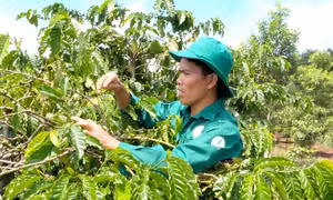 Rơ Châm Chyur đi đầu phong trào thi đua vùng đồng bào dân tộc thiểu số