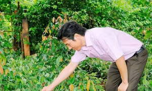 ‘Cha đẻ’ của giống tiêu Bầu Mây