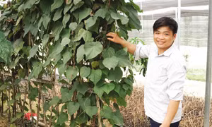 Người đi đầu phát triển cây dược liệu trên cao nguyên đá