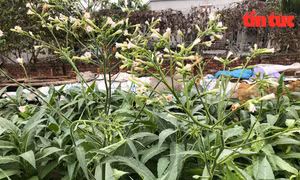 Trồng cây ‘cay đắng’ cho thu nhập tiền triệu