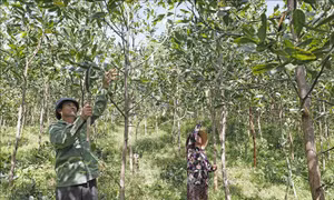 Công tác ban hành văn bản hướng dẫn chương trình mục tiêu quốc gia còn nhiều bất cập