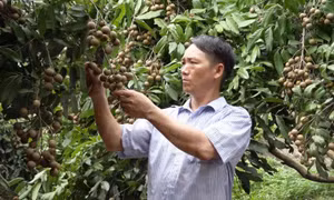 Ông Sùng Diu Sì - 'Tỷ phú' người Mông đi đầu trong phong trào sản xuất giỏi