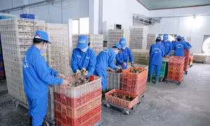 ‘Vua gà ta’ vươn ra thế giới