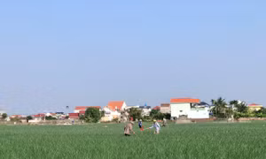 Đông Thụy Anh làm giàu từ cây hành, tỏi
